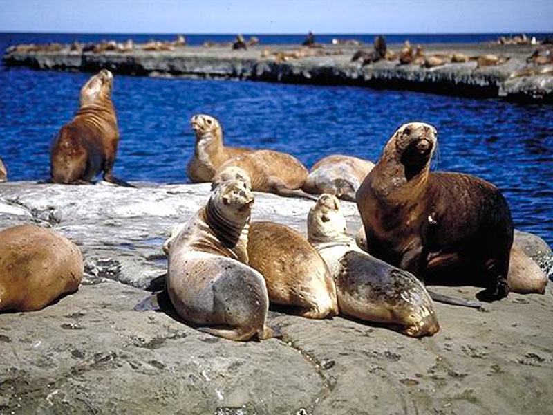 Excursión a Punta Loma - Ualan Tour