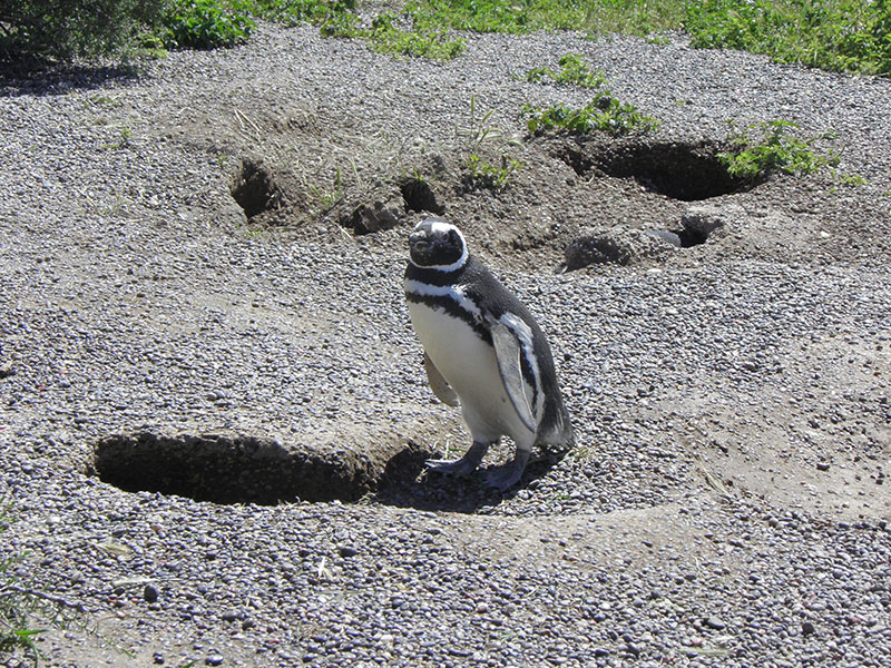 Excursión a Punta Tombo - Ualan Tour