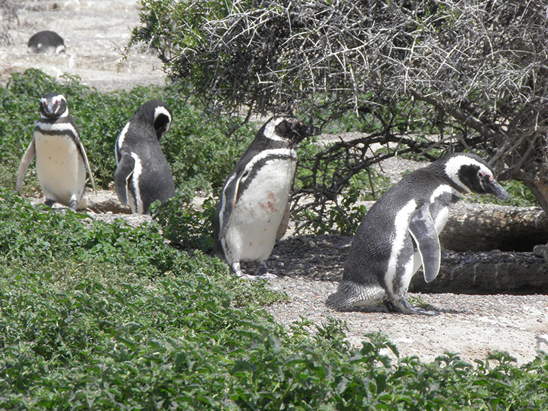 Excursión a Punta Tombo - Ualan Tour