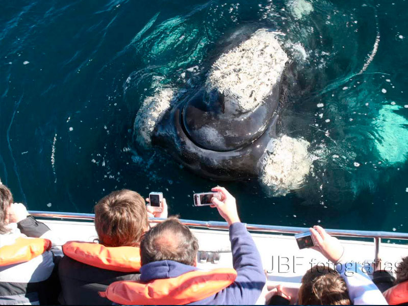 Excursión Solo Ballenas