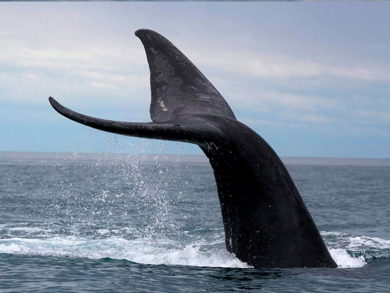 Excursión sólo ballenas - Ualan Tour