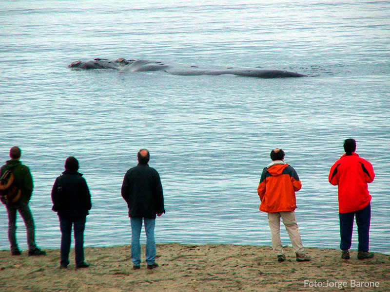 Excursión sólo ballenas - Ualan Tour